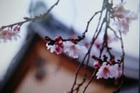 　自宅の土蔵の隅の桜の花が綻んでいました。