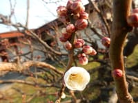 新春の大阪城公園（5）　花をつけ始めた梅林