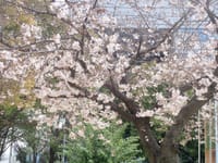 ◆　選挙に行ってきました。桜の花を眺めながら・・・2207