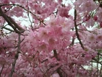 圧巻の樹齢約300年しだれ桜🌸めぐり　いよいよお花見の季節到来(⌒∇⌒)