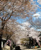 桜を追って一週間・４月９日　横蔵寺（岐阜県）ほか