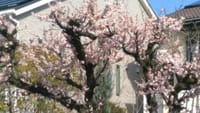 早咲き桜と香りで見つけた沈丁花