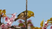 大仙公園の川津桜とメジロ（２０２１年３月３日）動画