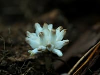 ヒナノシャクジョウ(雛の錫杖) 菌従属栄養植物
