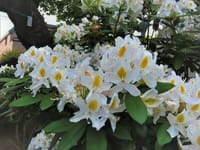 写真３枚は、白いシャクナゲ　マダムマッソン、菊名池のコウホネ、ピンクの睡蓮　多摩川台公園にて