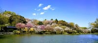 ★ 三ツ池公園♪　～平成最後の桜めぐり～