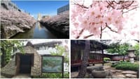 ☆目黒川の桜＆周辺見学スポットを楽しみましょう♬