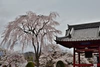 山梨県富士河口湖町 富士御室浅間神社の神域に隣接する「常在寺」2024-4-12