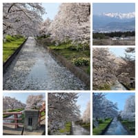 備忘録：2024年4月の長距離桜紀行・・本州の桜もそろそろ見納め？桜前線北上中（2024・4・14〜16日）