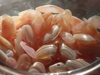 塩の　つぶやき　１６日　桜貝。