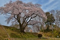 鉢形城跡の氏邦桜