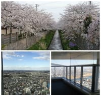 いちかわ　桜🌸咲く名所めぐり　シースルーエレベーターに乗ってとっておきの絶景へ