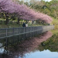三浦海岸の河津桜と黒崎の夕陽