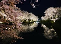♬夜桜お七〜🌸