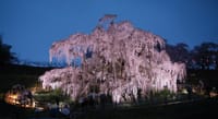 3年ぶりのライトアップ「福島三春滝桜」