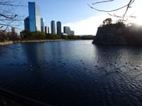 ☆水質が改善された影響か水鳥の休息地に最適【大阪城外堀朝の光景】