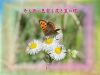 フォト花５７５交心ｚｒｔ１１０８『　奇も衒い色愛も濃き夏の蝶　』