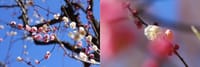 春景色 その11「公園の梅🌸⑩ 華麗な梅たち」