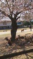 奈良公園の桜 絵になる鹿とのコラボ