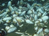 【すごい秘密を持つ貝】水深約4,000mに生息する謎の貝🐚「シロウリガイ」にスポットを！