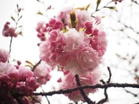 花の気持ちを聴く、これ以上の囁きの言葉は他に無い!! 千村の八重桜