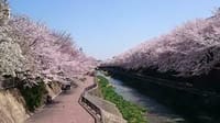 石神井川の桜～飛鳥山公園の桜