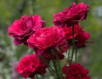 お花屋さんでは出逢え無い艶やかな紅い薔薇のそれぞれ