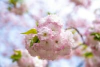 　今年も開催、大阪造幣局の桜の通り抜け