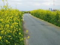 春の三島江・菜の花ロードを歩こう