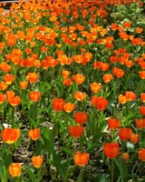 🌷 見頃を迎えています！ 10万本のチューリップが咲き誇る横浜公園