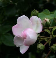 ロイズ・チョコレート本社の薔薇園の今年の薔薇の花　11