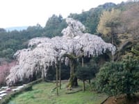 【雨天中止】長興山紹太寺のしだれ桜ハイキング＆お蕎麦屋さんdeランチ