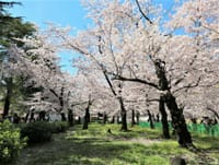 愛知県「桜の名所１００選」に選ばれる【鶴舞公園】の桜見物❀❀❀❀