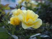 五月のバラの溜め息と一言；黄色の薔薇の献身の美しさに