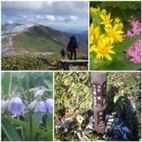 夏の谷川連峰「平標山～仙の倉」に登ろう！～高山植物の群落も楽しみ～