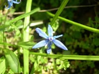 青色の花と白色のスミレ開花　