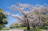 引地台公園~泉の森公園桜開花状況