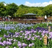 枚方市の山田池公園、花しょうぶや紫陽花など・・
