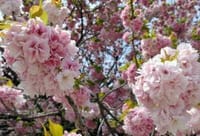 ４月のお花見　〜新宿御苑でお花見…お酒はNG！〜