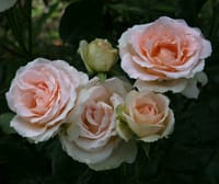 ロイズ・チョコレート本社　札幌郊外 の薔薇園の今年の薔薇の花　2