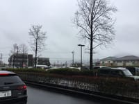 発見‼️  日本の梅雨☂️は桜の前　👀⁉️