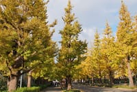 慶応大のイチョウ並木