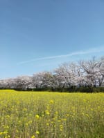 藤原宮跡の桜と菜の花が綺麗