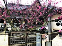 【京都】雨の北野天満宮・三分咲きの飛梅、五百円の着物