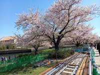 🌸横浜みなとみらいの桜が満開！桜木町〜汽車道〜さくら通りは桜の写真撮影スポット多数