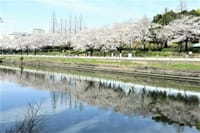 々と届く桜の見頃　【Ⅰ】　荒子川公園の🌸🌸満開情報