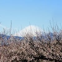 曽我丘陵ハイキングから曽我梅林へ　富士山と梅の宴　途中みかんも？