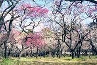 ☆　梅の名所（湯島・亀戸）を訪ねる旅。（少しだけ時間をください　春の代表花に昇格するまで・・・）