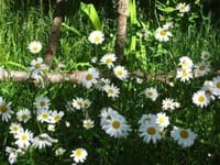 庭に咲く花ー仏蘭西菊（フランスギク）