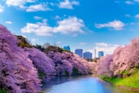 【東京都の外出自粛要請で中止です】千鳥ヶ淵絶景の桜めぐりとオーダービュッフェ